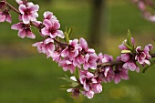 Nectarine blossom sprig