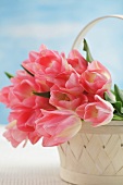 Pink tulips in a basket (variety: Dreamland)