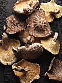 Dried shiitake mushrooms, seen from above