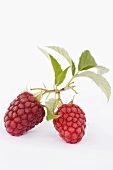 Two raspberries on a stem