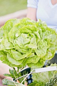 A woman holding a fresh lettuce