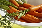 Fresh Bunch of Carrots with Greens on White Background