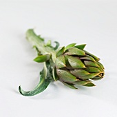 Artichoke