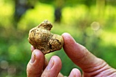Hand holding a white alba truffle