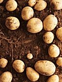 New potatoes in the ground