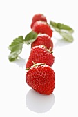 A row of strawberries with leaves