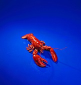 A cooked lobster on a blue background