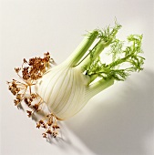 Fennel