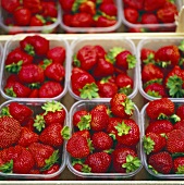 Strawberries in plastic punnets (filling the picture)