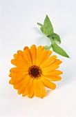 Eine Ringelblume (bot. Calendula officinalis)