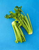 Celery on blue background