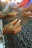 Picked grapes on conveyor belt, Morgester, Helderberg, S.Africa