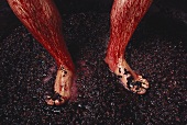 Feet pressing wine, Domaine Matassa, Roussillon, France