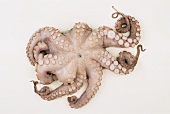 Frischer Oktopus