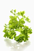 Curled-leaf parsley