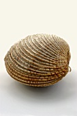 A clam