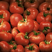 Viele Tomaten (bildfüllend)