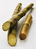 Sugar cane (Saccharum officinarum)