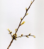 The bough of an apple tree with buds