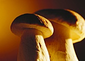 Two ceps against brown background
