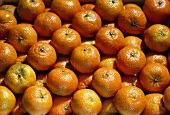 Clementine Late; Kreuzung: Mandarine und Pomeranze (Spanien)