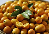 Kumquats, variety: Moyen (Fortunella margarita) from Morocco