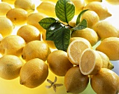 Zitronen (Citrus limon) mit Blüte und Blättern