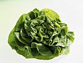 Head lettuce (Lactuca sativa var. capitata)