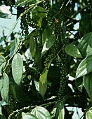 Pepper (Piper nigrum) on the plant