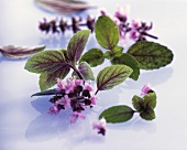 Basil, variety: Africa Blue with flowers