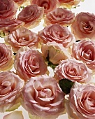 Pink roses (Rosa spp.)