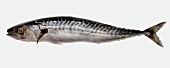 A mackerel