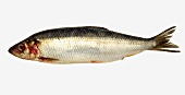 Whole herring