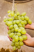 Hands holding green grapes under running water