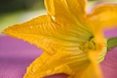 Courgette flower (close-up)