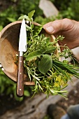 Hand holding wooden bowl with herbs and knife