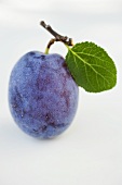 Damson with stalk and leaf