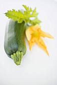 Courgette, courgette flower and leaf