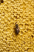 Bee on honeycomb