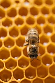 Honigwabe mit Biene (Ausschnitt)