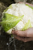 Washing a cauliflower
