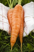 Three carrots on tea towel in grass