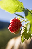 Raspberries on the plant