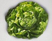 Lettuce with drops of water