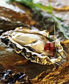 Fresh oyster in its shell