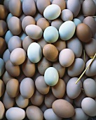 Various types of hen's eggs (full-frame)