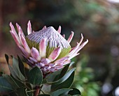 Protea (exotische Blume)
