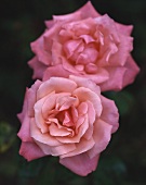 Two pink roses