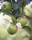 Green apples and apple blossom on the tree