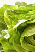 Lettuce (detail)